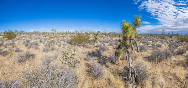 Imagem panorâmica sobre o deserto do sul da Califórnia com árvores de cacto durante o dia — Fotografia de Stock