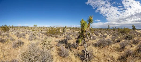 Panorámás kép dél-kaliforniai sivatag felett kaktuszfákkal nappal — Stock Fotó