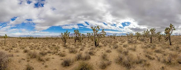 Panoramic image over Southern California desert with cactus trees during daytime — Stock Photo, Image