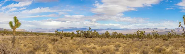 Panoramic image over Southern California desert with cactus trees during daytime — Stock Photo, Image