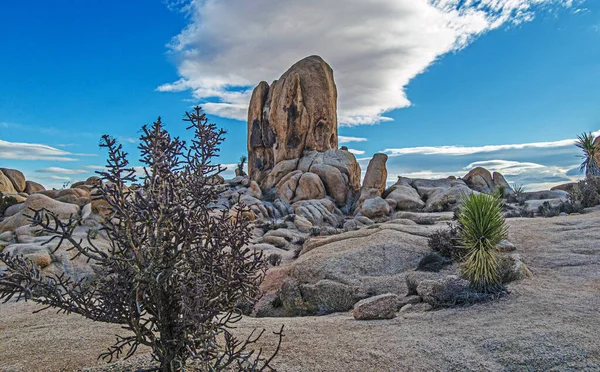 Picture Arch Rock Area Yoshua Tree National Park Cactus Trees — Stock Photo, Image