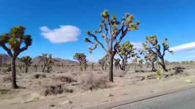 Kışın Kaliforniya 'daki Yoshua Tree Ulusal Parkı' ndan geçen bir arabanın videosu.
