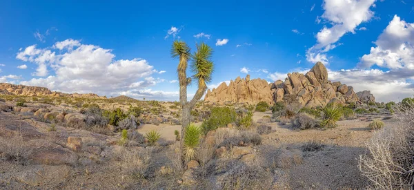 Picture Yoshua Tree National Park Cactus Trees California Day Winter — Stock Photo, Image