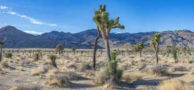 Yoshua Ağacı Ulusal Parkı 'nın Kaliforniya' da kaktüs ağaçlarıyla çekilmiş bir fotoğrafı.