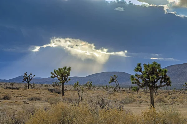 Foto Van Yoshua Tree National Park Met Cactusbomen Californië Overdag — Stockfoto