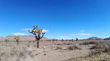 Kışın Kaliforniya 'daki Yoshua Tree Ulusal Parkı' ndan geçen bir arabanın videosu.