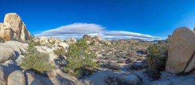 Yoshua Ağacı Ulusal Parkı 'nın Kaliforniya' da kaktüs ağaçlarıyla çekilmiş bir fotoğrafı.