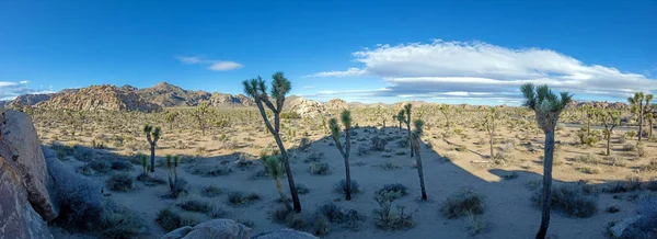 Bild Des Yoshua Tree Nationalparks Mit Kakteenbäumen Kalifornien Während Des — Stockfoto