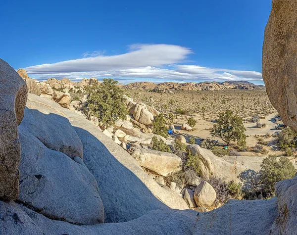 Picture Yoshua Tree National Park Cactus Trees California Day Winter — Stock Photo, Image