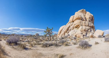Yoshua Ağacı Ulusal Parkı 'nın Kaliforniya' da kaktüs ağaçlarıyla çekilmiş bir fotoğrafı.