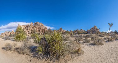 Yoshua Ağacı Ulusal Parkı 'nın Kaliforniya' da kaktüs ağaçlarıyla çekilmiş bir fotoğrafı.
