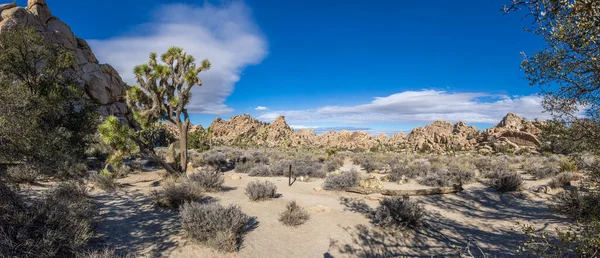 Picture Yoshua Tree National Park Cactus Trees California Day Winter — Stock Photo, Image