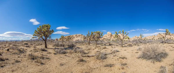 Bild Yoshua Tree National Park Med Kaktusträd Kalifornien Dagen Vintern — Stockfoto