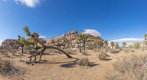 Yoshua Ağacı Ulusal Parkı 'nın Kaliforniya' da kaktüs ağaçlarıyla çekilmiş bir fotoğrafı.