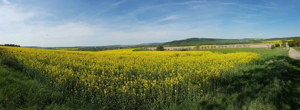 Vista panorámica sobre el campo de violación de floración amarilla durante el día en primavera — Foto de Stock
