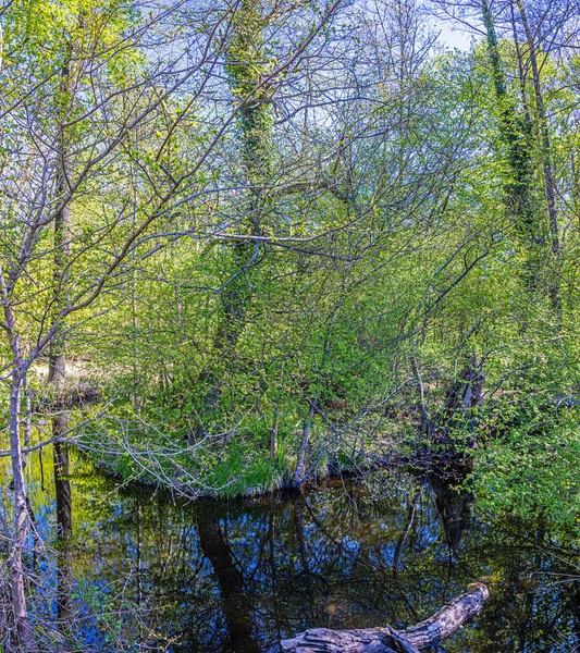 Bild Über Das Moorgebiet Mönchsbruch Hessen Tagsüber Frühling — Stockfoto
