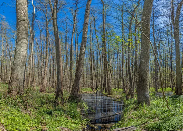 Bahar zamanı Alman devleti Hesse 'deki Moenchbruch bataklık alanı ile ilgili görüntü