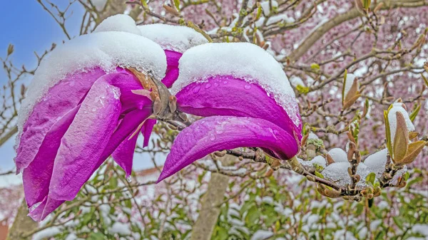 Daytime Image Flowers Covered Snow Winter Spring Break — Stock Photo, Image