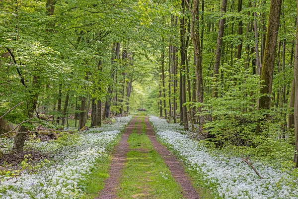 View Forest Path Lined White Blooming Wild Garlic Springtime Day — ストック写真