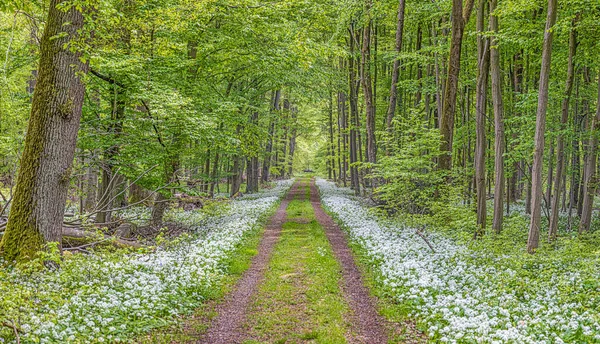 View Forest Path Lined White Blooming Wild Garlic Springtime Day — ストック写真