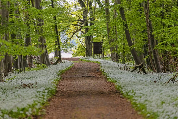 View along a forest path lined with white blooming wild garlic in springtime — ストック写真