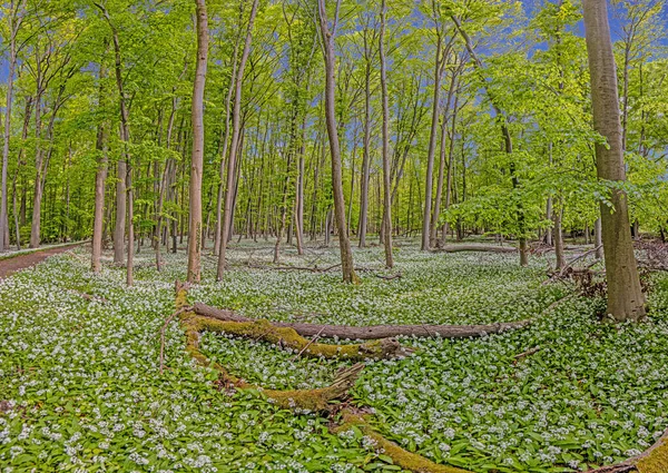 Uitzicht over een stuk bos met dichte groei van wit bloeiende wilde knoflook — Stockfoto
