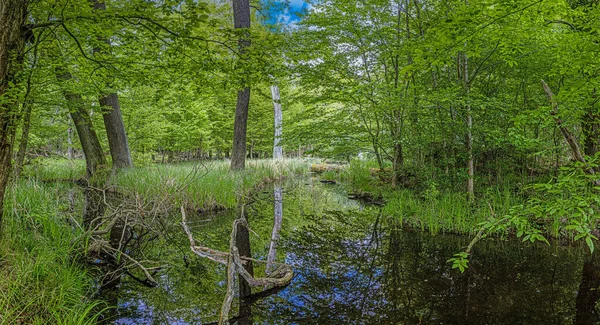 View of small pond in dense forest with reflections in springtime —  Fotos de Stock