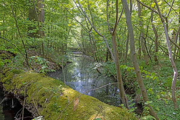 Vista de un pequeño estanque en bosque denso con reflejos en primavera —  Fotos de Stock