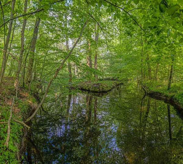 İlkbaharda yansıması olan sık ormandaki küçük gölet manzarası