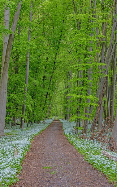 View along a forest path lined with white blooming wild garlic in springtime — ストック写真