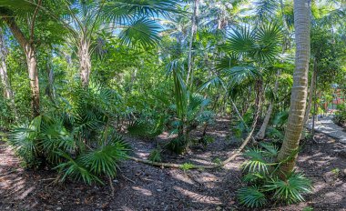 Meksika körfezi kıyısında gündüz vakti yoğun bir orman.