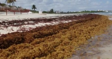 Gündüz vakti küresel ısınmanın yol açtığı bahar yosunları Meksika 'daki tropikal plajları kirletiyor.