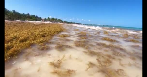 Ταινία Τροπικής Παραλίας Στο Μεξικό Μολυσμένη Φύκια Κατά Διάρκεια Της — Αρχείο Βίντεο