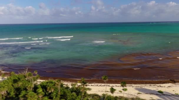 Film Una Spiaggia Tropicale Messico Inquinata Alghe Durante Fioritura Delle — Video Stock