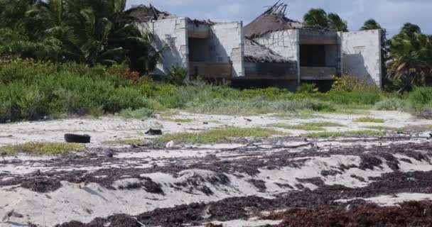 Film Una Spiaggia Tropicale Messico Inquinata Alghe Durante Fioritura Delle — Video Stock