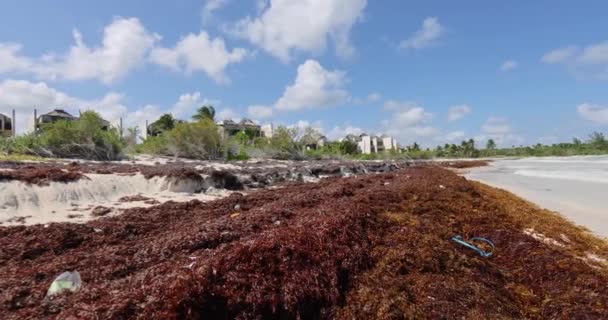 Film Über Einen Tropischen Strand Mexiko Der Während Der Frühjahrsalgenblüte — Stockvideo