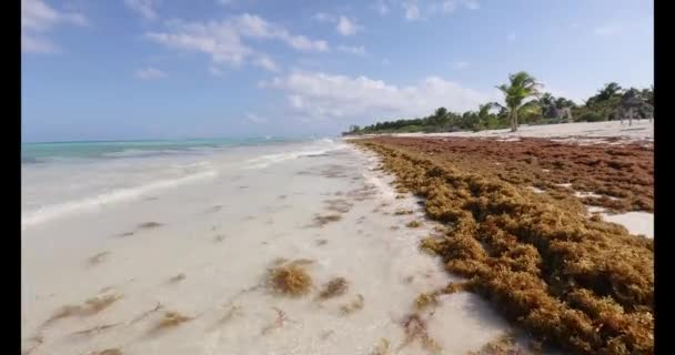Film Über Einen Tropischen Strand Mexiko Der Während Der Frühjahrsalgenblüte — Stockvideo