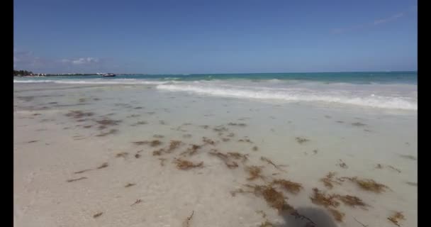 Film Über Einen Tropischen Strand Mexiko Der Während Der Frühjahrsalgenblüte — Stockvideo