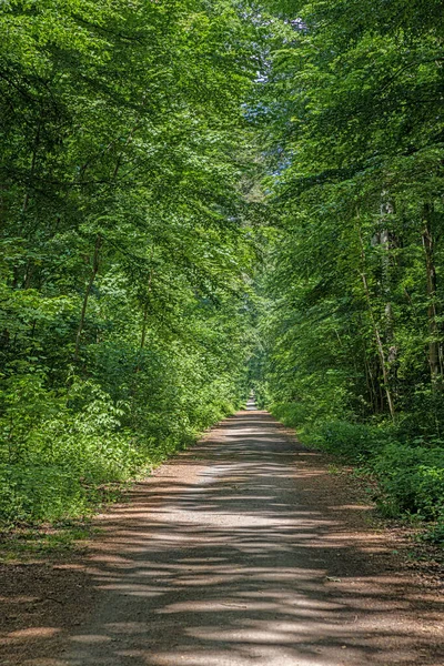 春の日中の真っ直ぐで舗装されていない森林道のイメージ — ストック写真