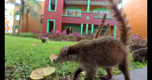 Video Einer Nasenbärengruppe Nahaufnahme Einem Hotelresort Mexiko Während Des Tages — Stockvideo