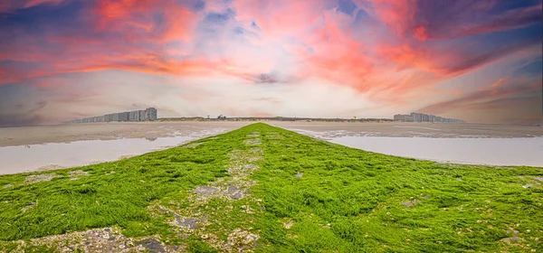 Panoramabild Längs Vågbrytare Överväxt Med Gröna Alger Nordsjön Stranden Den — Stockfoto