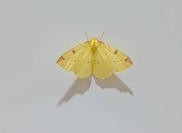 Macro Shot Yellow Moth White Background Shadow Cast — Photo