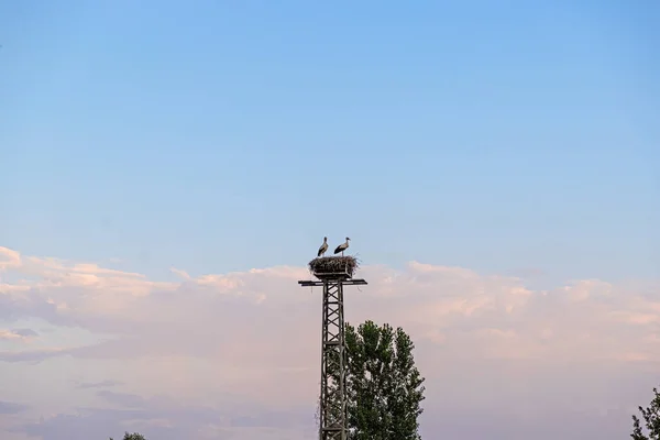 Pair Storks Nest Steel Pole Photographed Evening Sunset — ストック写真