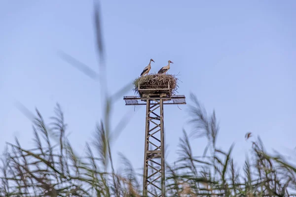 Pair Storks Nest Steel Pole Photographed Evening Sunset — Fotografia de Stock