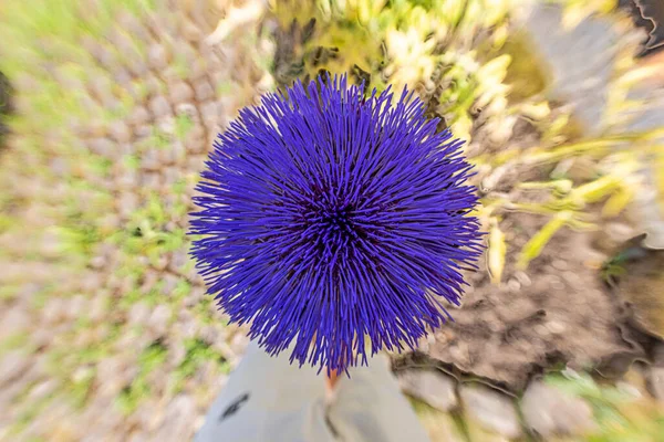 Close up of a deep purple colored artichoke flower during daytime in summer