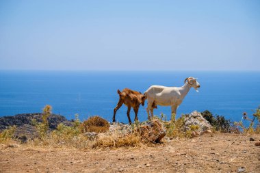 Sahilde vahşi keçi