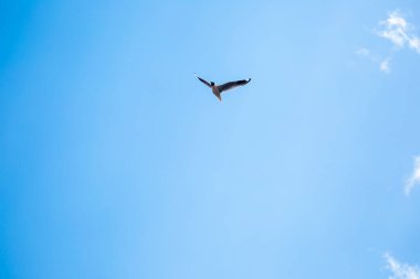 Mavi gökyüzü ve bulutlarla uçan bir martı görüntüsü. Peru And Dağları vahşi kuşu.