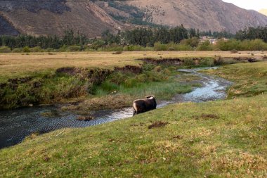 Nehirde boğanın resmi. Suda boğa, kırsal alanda ferahlatıcı..