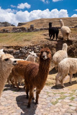 Peru And Dağları 'ndaki alpakaların resmi. Cusco Peru 'daki arkeoloji sahasında Alpakalar.