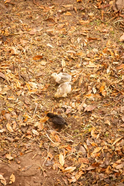 Изображение Маленьких Цыплят Открытой Ферме Сельское Хозяйство Куско — стоковое фото